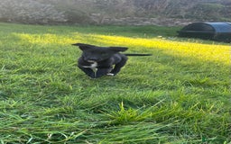 Mixed Breed dogs for sale: Border Collie girl - Image 2