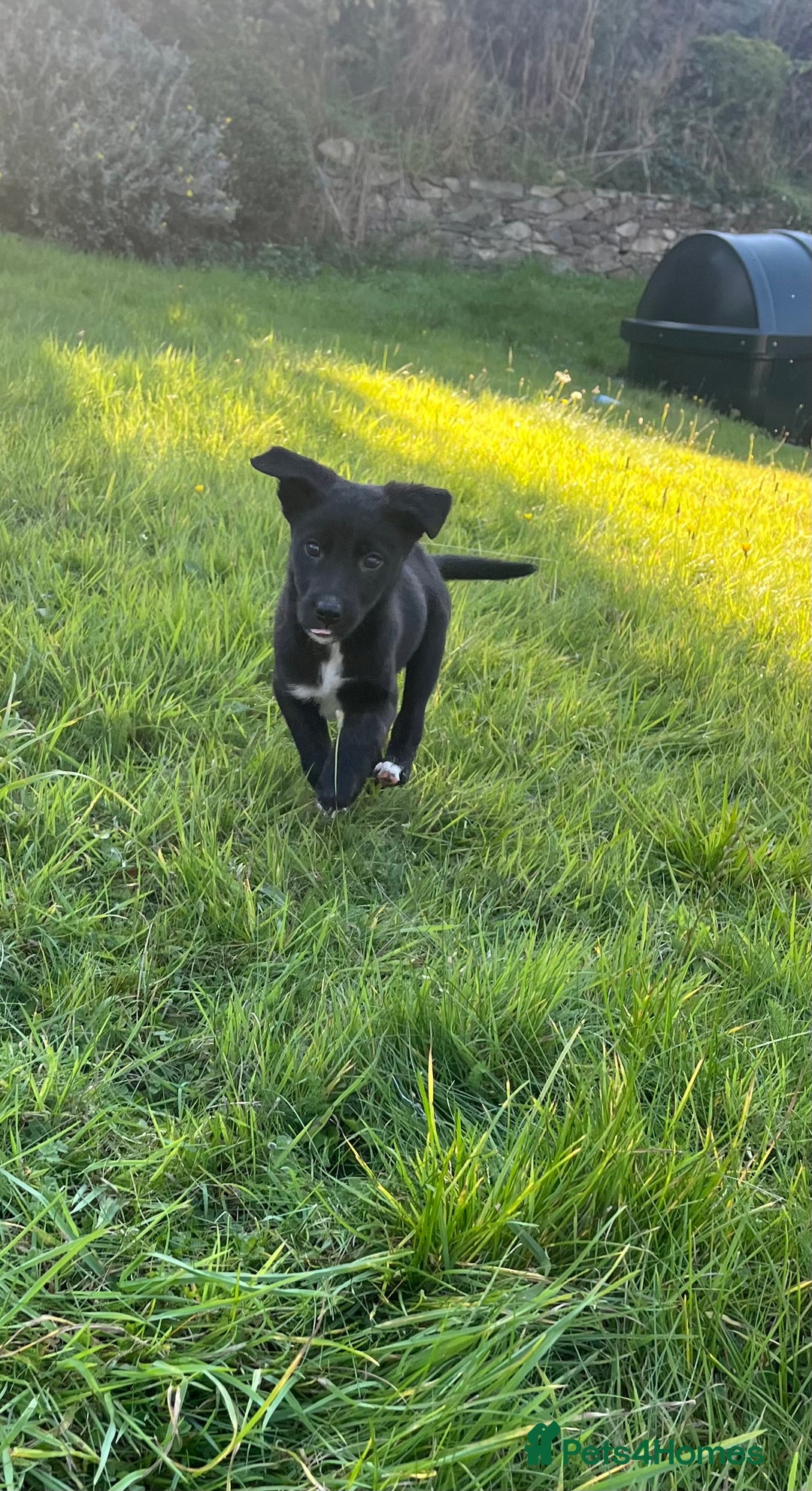Mixed Breed dogs for sale: Border Collie girl - Image 2