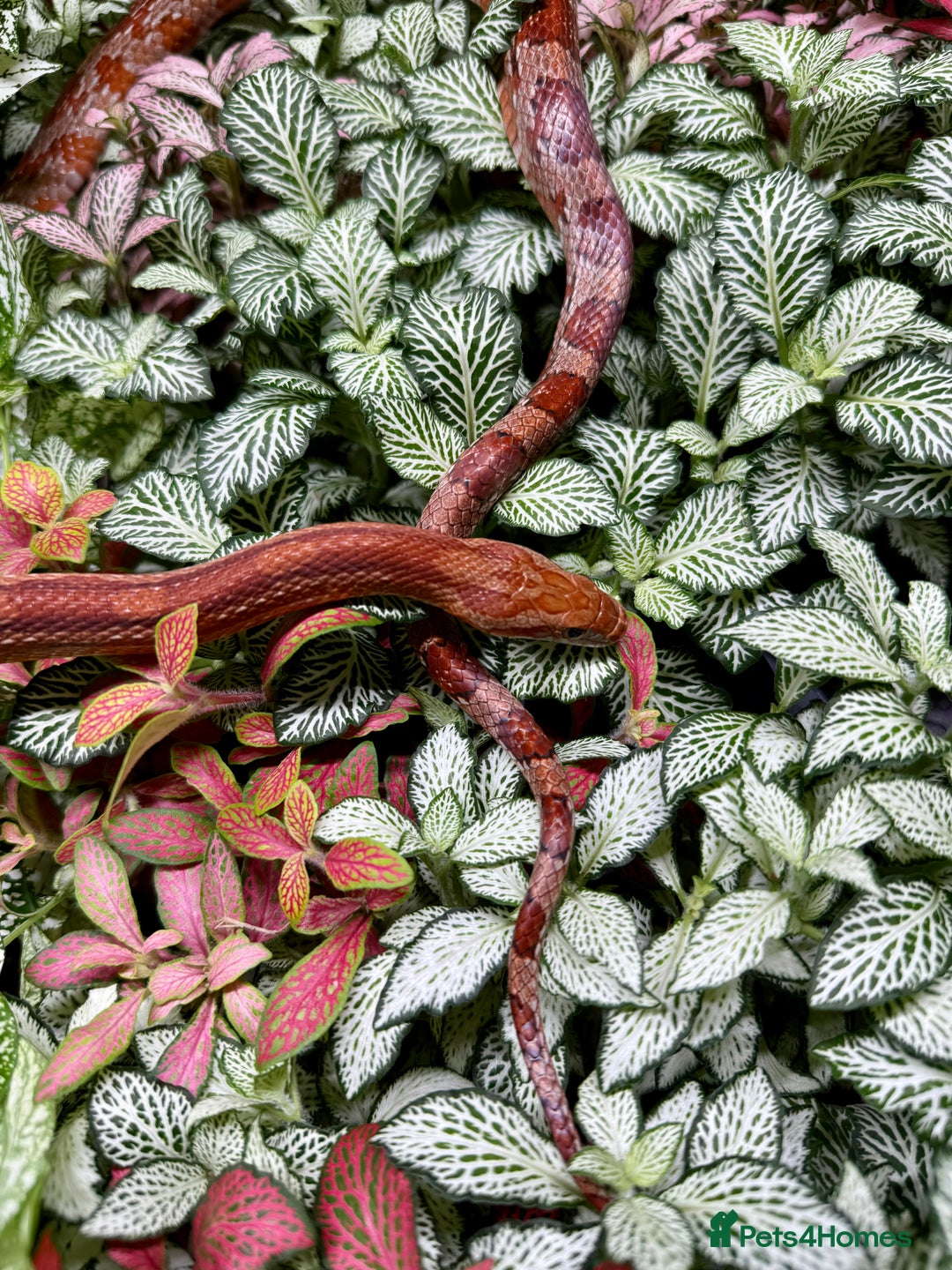 Python Snake reptiles for sale: Mixture of Royal Pythons, Corn Snakes, Sand Boa - Image 8