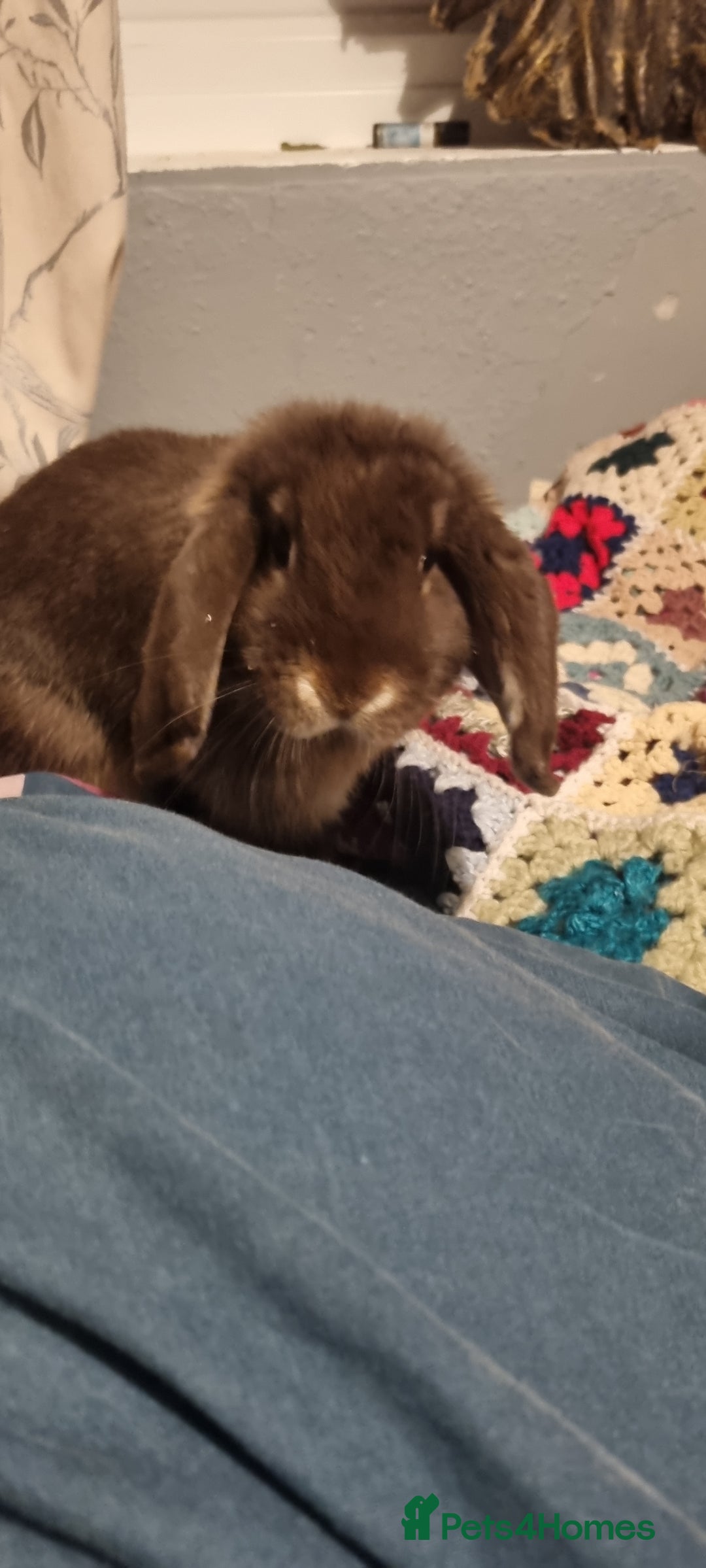 Dwarf Lop rabbits for sale: Drawf lop girls mum and daughter  - Advert 4