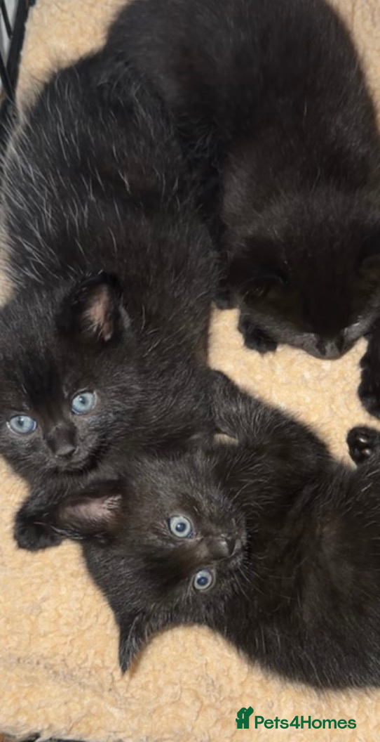 Mixed Breed cats 2 boys 1 girl kitten - Advert 2