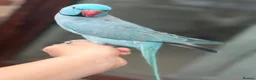 Ringnecks birds for sale: Ringneck Friendly  for sale in Heckmondwike - Advert 5