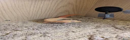 Leopard Gecko reptiles for sale: Rainforest albino leapord gecko and vivarium  in Louth - Advert 6