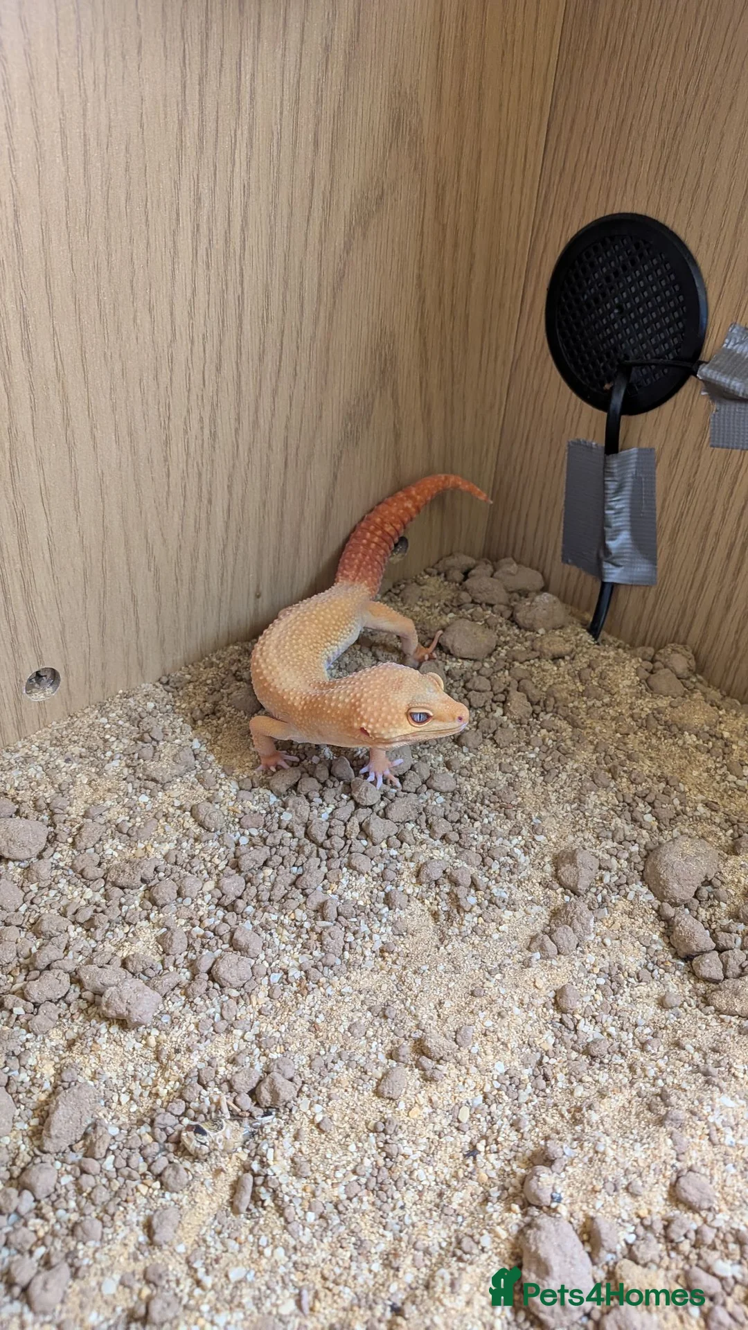 Leopard Gecko reptiles for sale: Rainforest albino leapord gecko and vivarium  in Louth - Advert 6