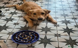 Golden Retriever dogs for sale: 6 month old golden retriever  - Image 5