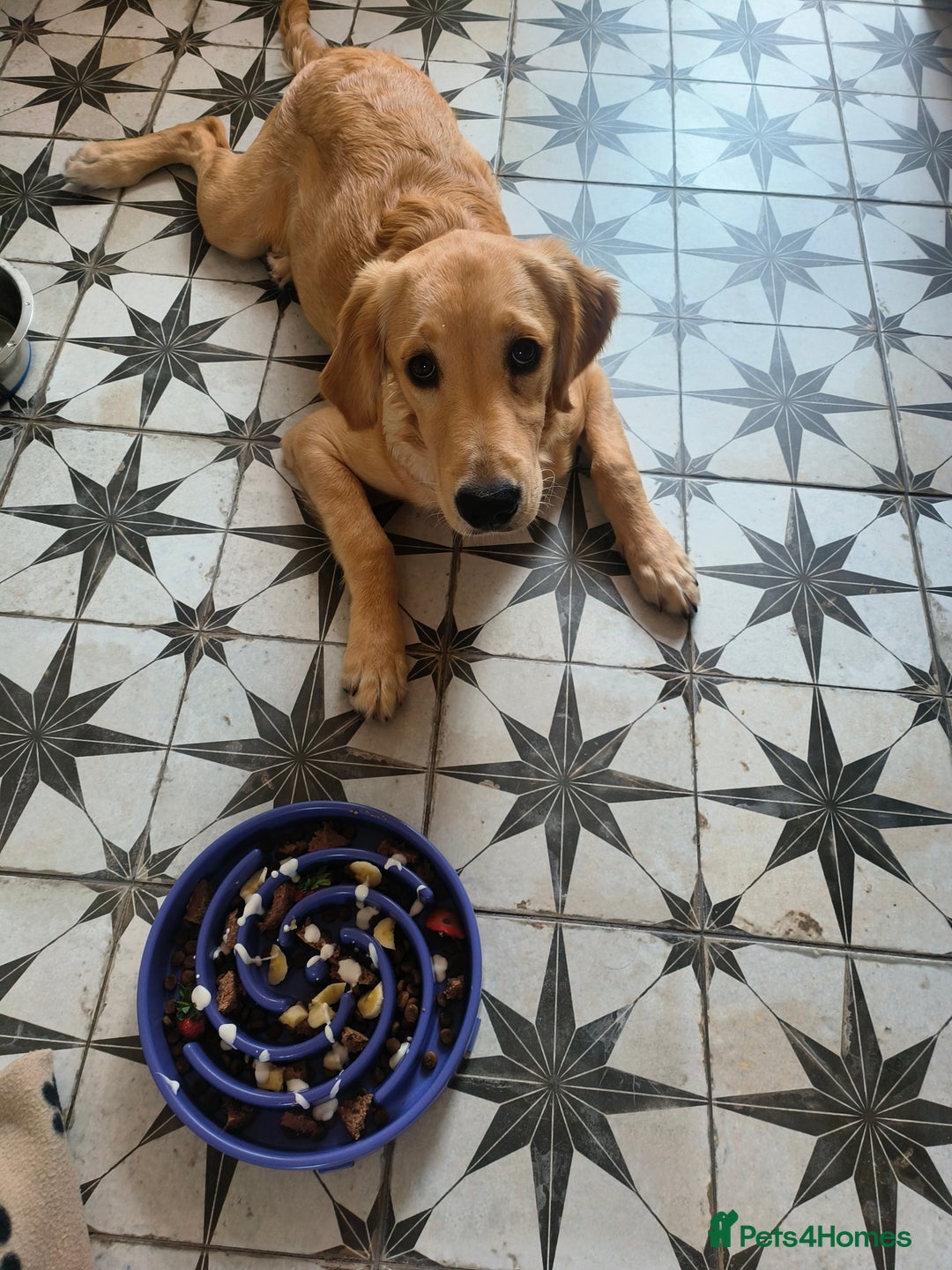 Golden Retriever dogs for sale: 6 month old golden retriever  - Image 5