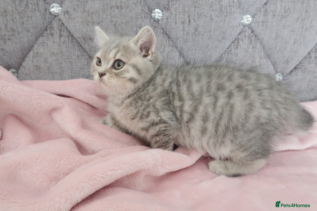 British Shorthair cats for sale: GCCF 💛 Sandy 💛 Pedigree British Shorthair Kitten - Advert 2