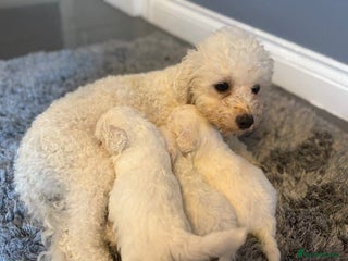 Bichon Frise dogs Beautiful bichon frise puppies - Advert 2