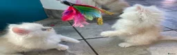 Persian cats for sale: Persian kittens in Rugby - Advert 20