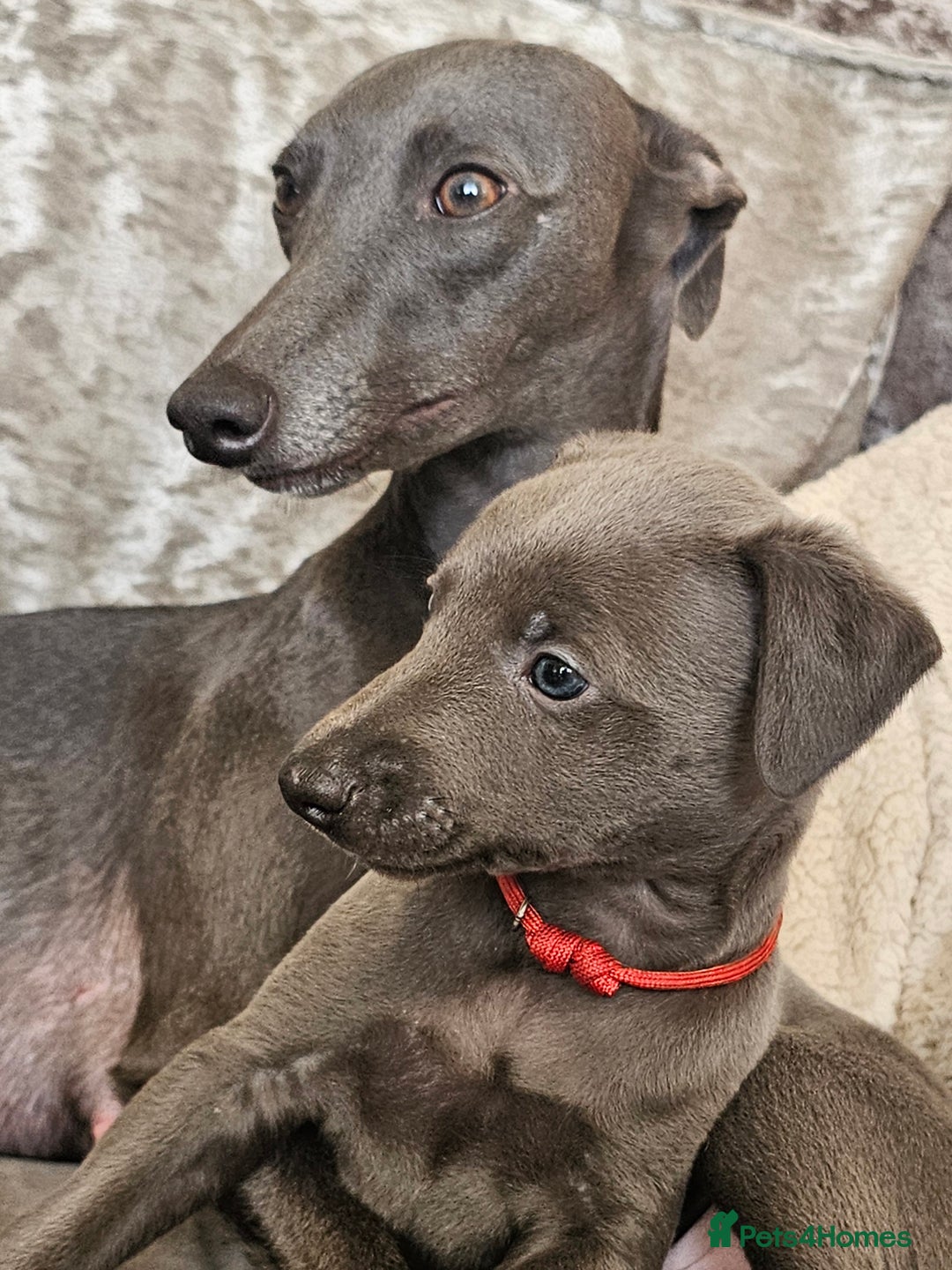 Whippet dogs for sale: KC Registered Blue Laguna Whippets - Image 29