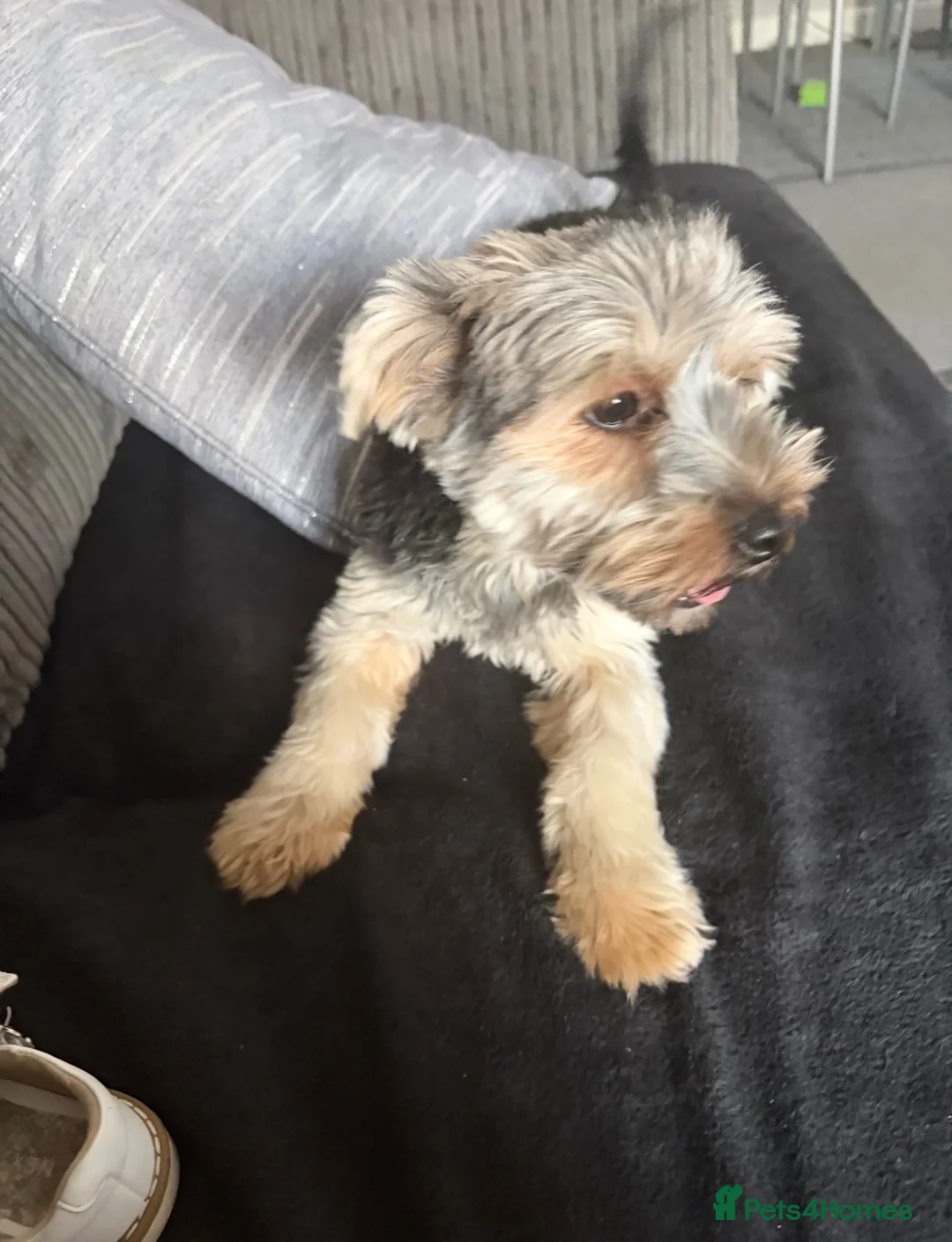 Biewer Terrier dogs for sale: Beautiful biewer terrier - Advert 2