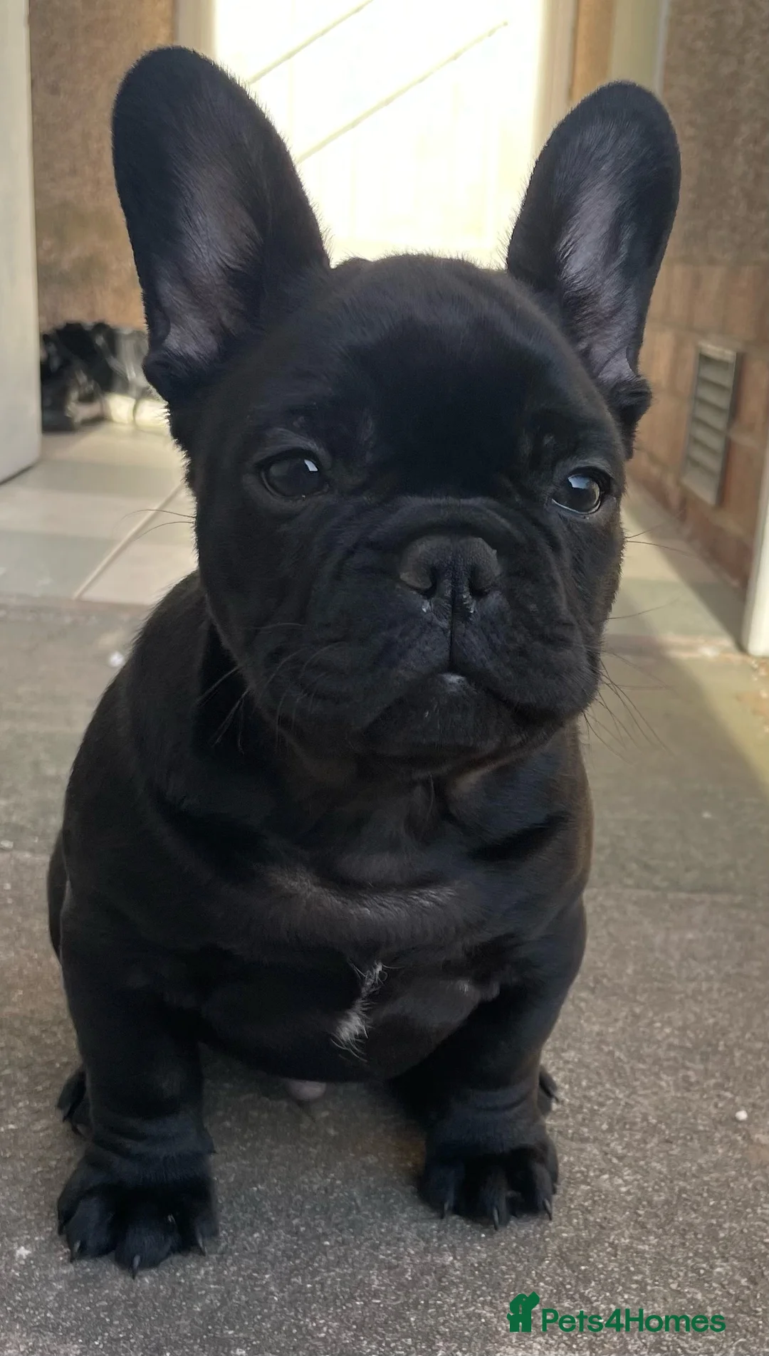 French Bulldog dogs for sale: French bulldog puppies for sale to good homes - Advert 2