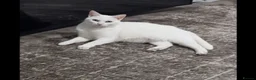 British Shorthair cats for sale: Kikis - Advert 2