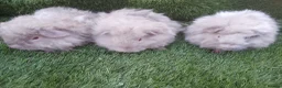 Guinea Pig rodents for sale: Male guinea pig Boys  - Advert 7