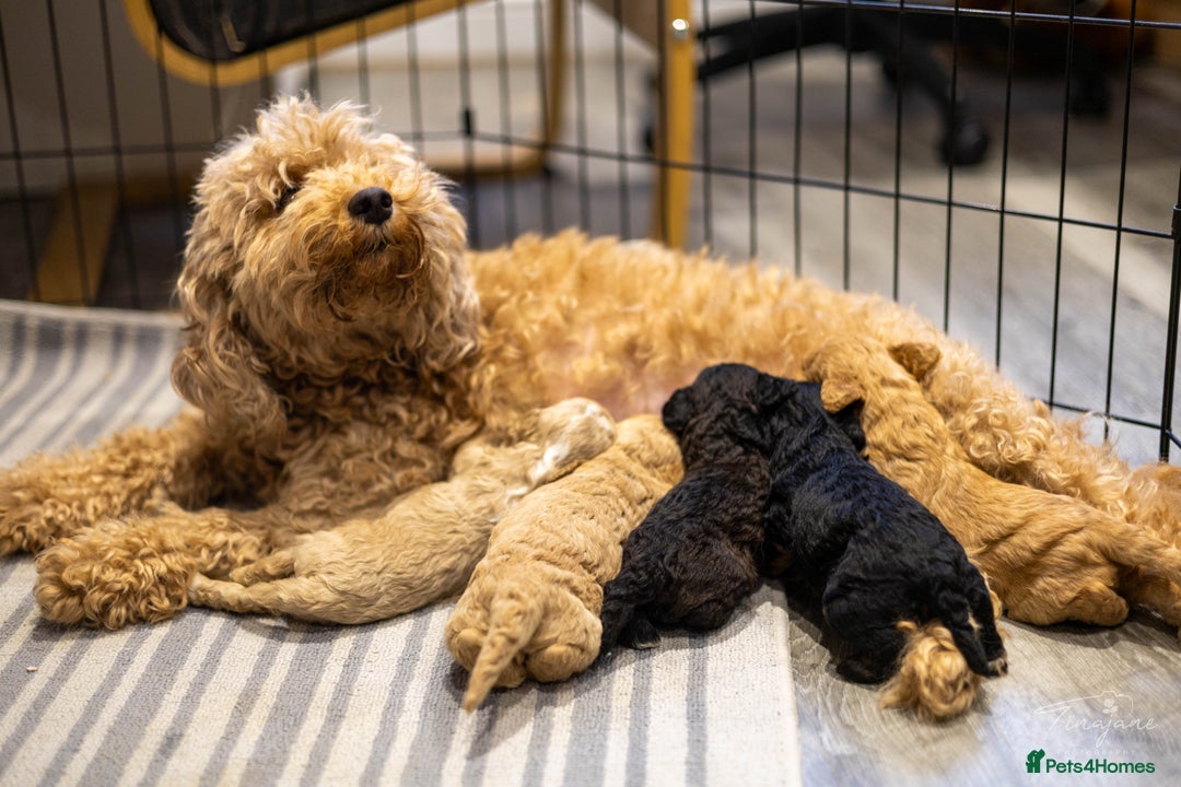 Goldendoodle dogs for sale: Mini Goldendoodles - Advert 5