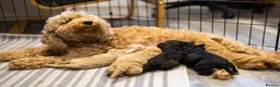 Goldendoodle dogs for sale: Mini Goldendoodles - Advert 4