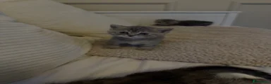 Scottish Straight Kitten 2