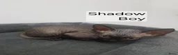 Sphynx cats for sale: Tica quality canadian sphynx kittens - Advert 8