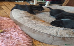 Labrador Retriever dogs for sale: Beautiful pedigree black Labrador pup's  - Image 14