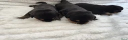 Rottweiler dogs for sale: Healthy & Chunky Family Raised Rottweiler Puppies - Advert 9