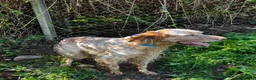 English Setter dogs for adoption: Selma in Brampton - Advert 8