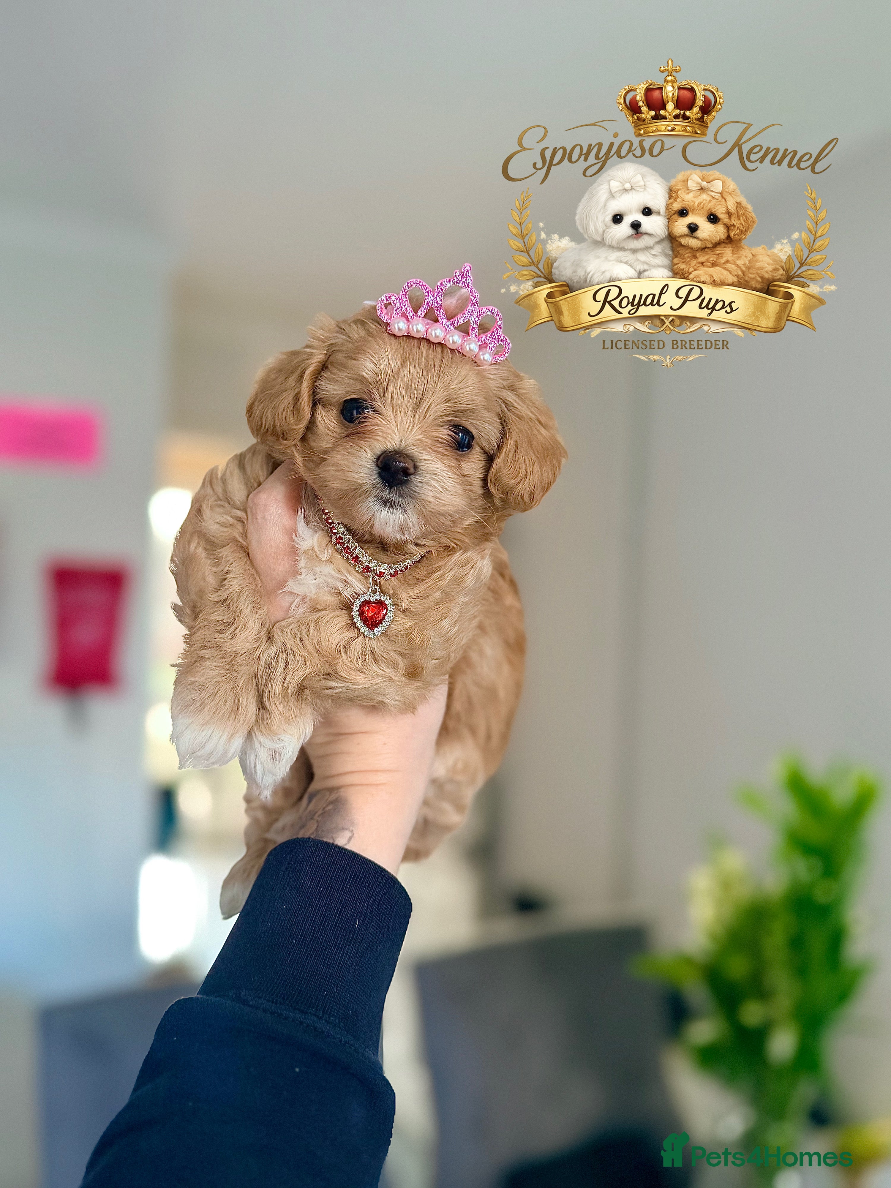 Maltipoo dogs 👑 One in a Million Rare F1 Tiny Asian Maltipoo 👑 - Advert 14