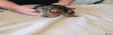 Dachshund 4