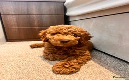 Cockapoo dogs for sale: READY TO LEAVE NOW Stunning Cockapoo Puppies - Image 2