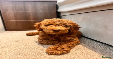 Cockapoo dogs - Advert 4