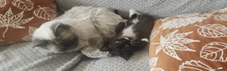 Mixed Breed cats for sale: RAGDOLL CROSS GIRL FOR SALE - Advert 12