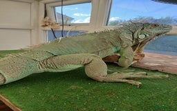 Iguana reptiles for sale: Blue igguana - Image 5