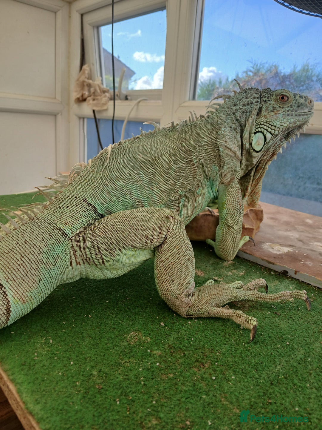 Iguana reptiles for sale: Blue igguana - Image 5