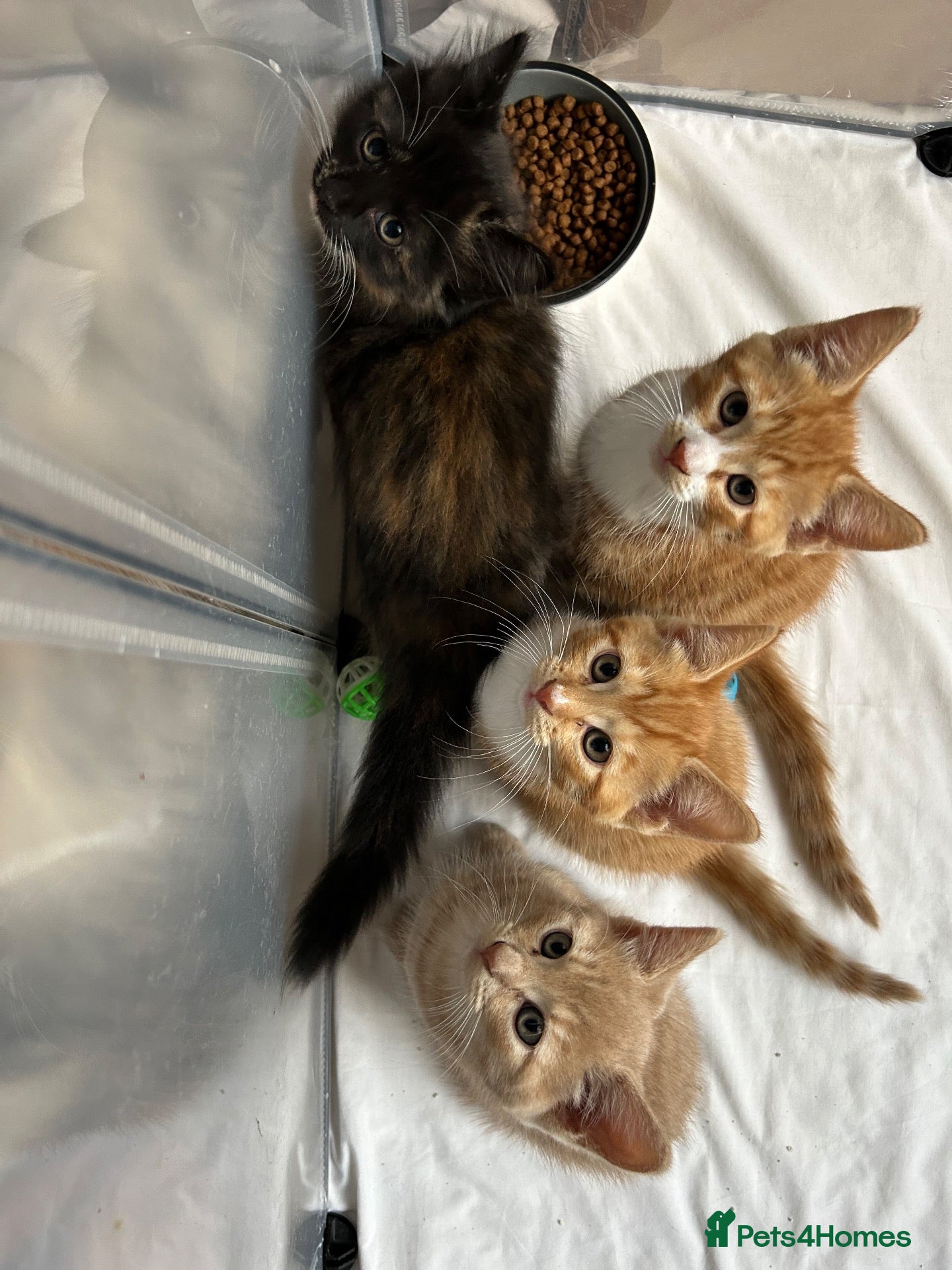 Mixed Breed cats 4 Beautiful kittens looking for living homes. - Advert 8
