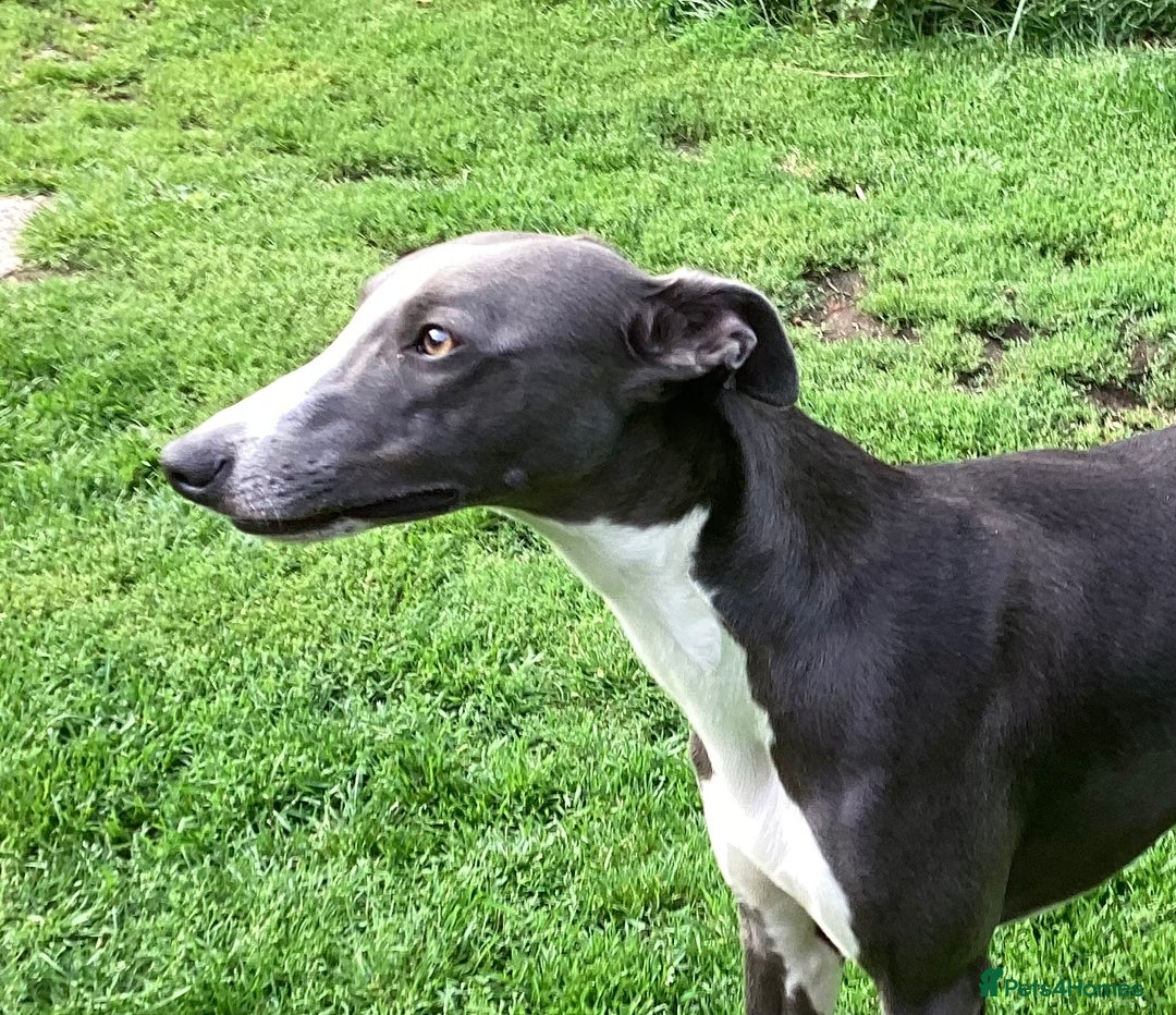 Whippet dogs for stud: Blue KC reg Whippet Stud in Buckingham - Image 2