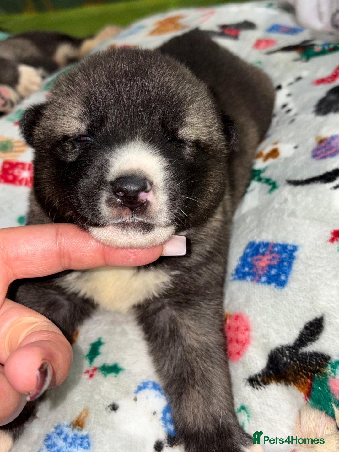 Huskita dogs for sale: american akuta X husky - Advert 12