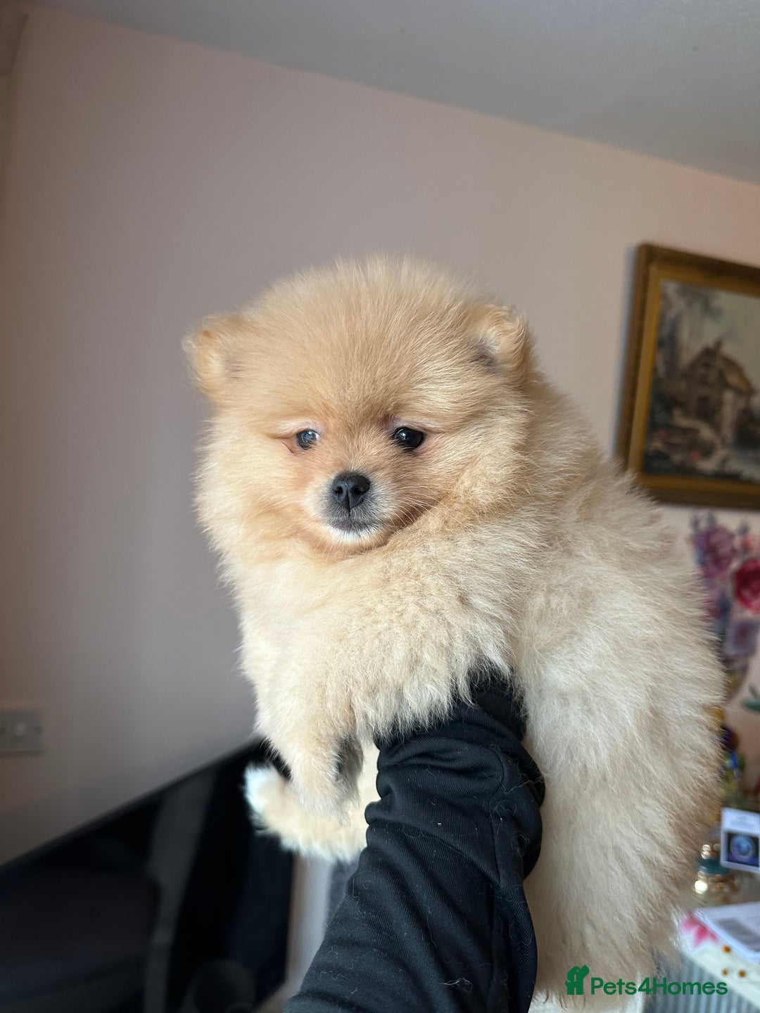 Pomeranian dogs for sale: Female pedigree Pomeranian ready now - Advert 3