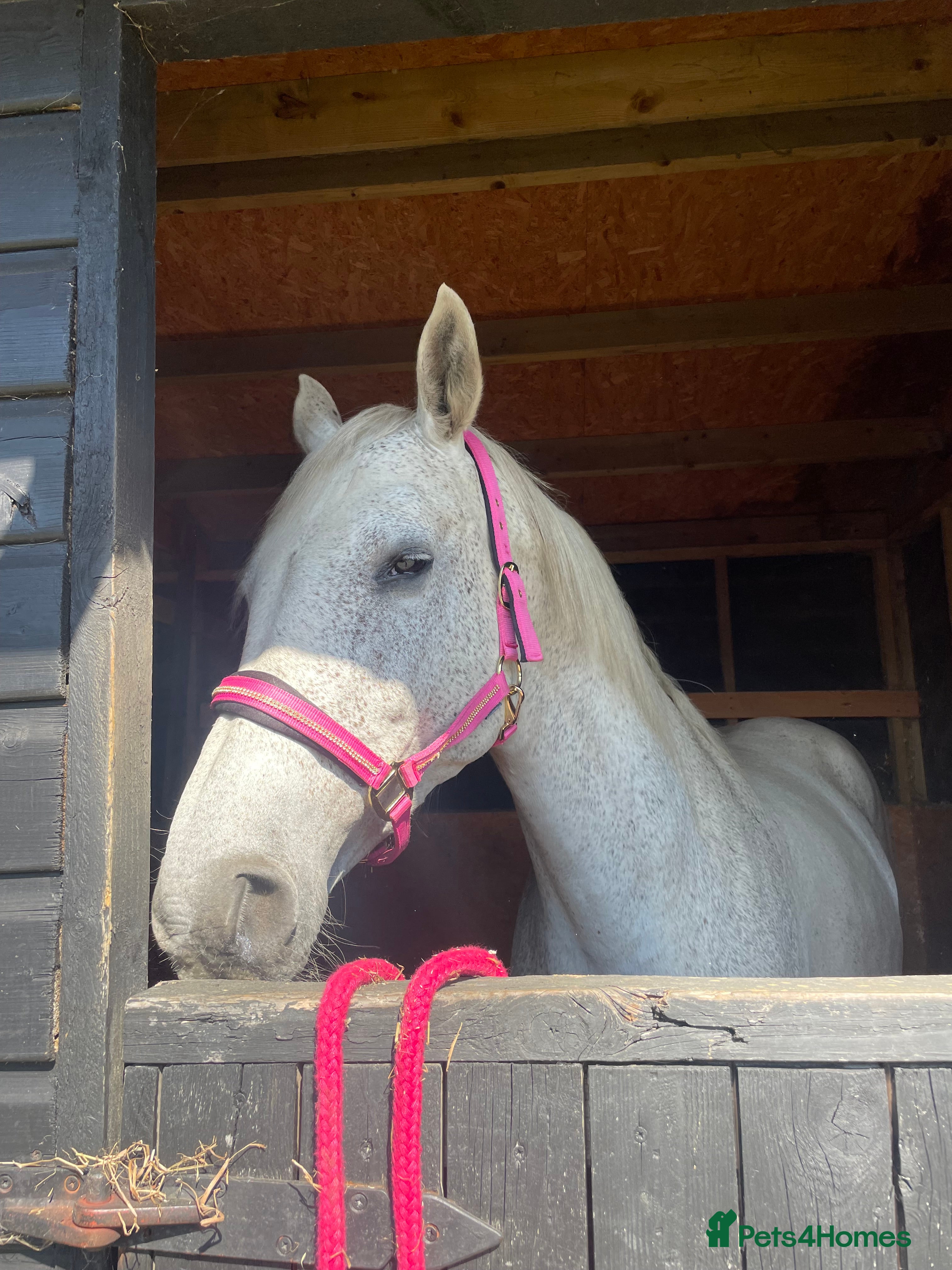 British Warmblood horses One in a million mare  - Advert 2