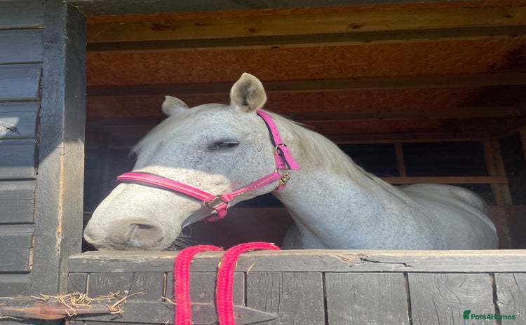 British Warmblood horses One in a million mare  - Advert 1