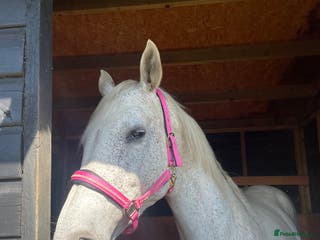 British Warmblood horses One in a million mare - Advert 2