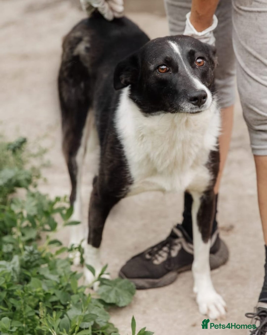 Mixed Breed dogs for adoption: ❤️Zoria❤️- medium-sized 2-year-old sunny girl  - Advert 19