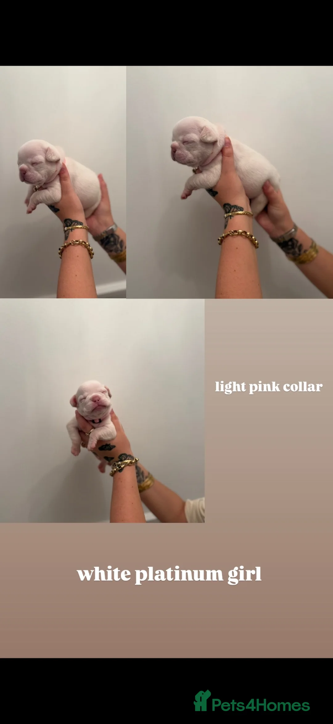 French Bulldog dogs for sale: french bull dog puppies  - Advert 10