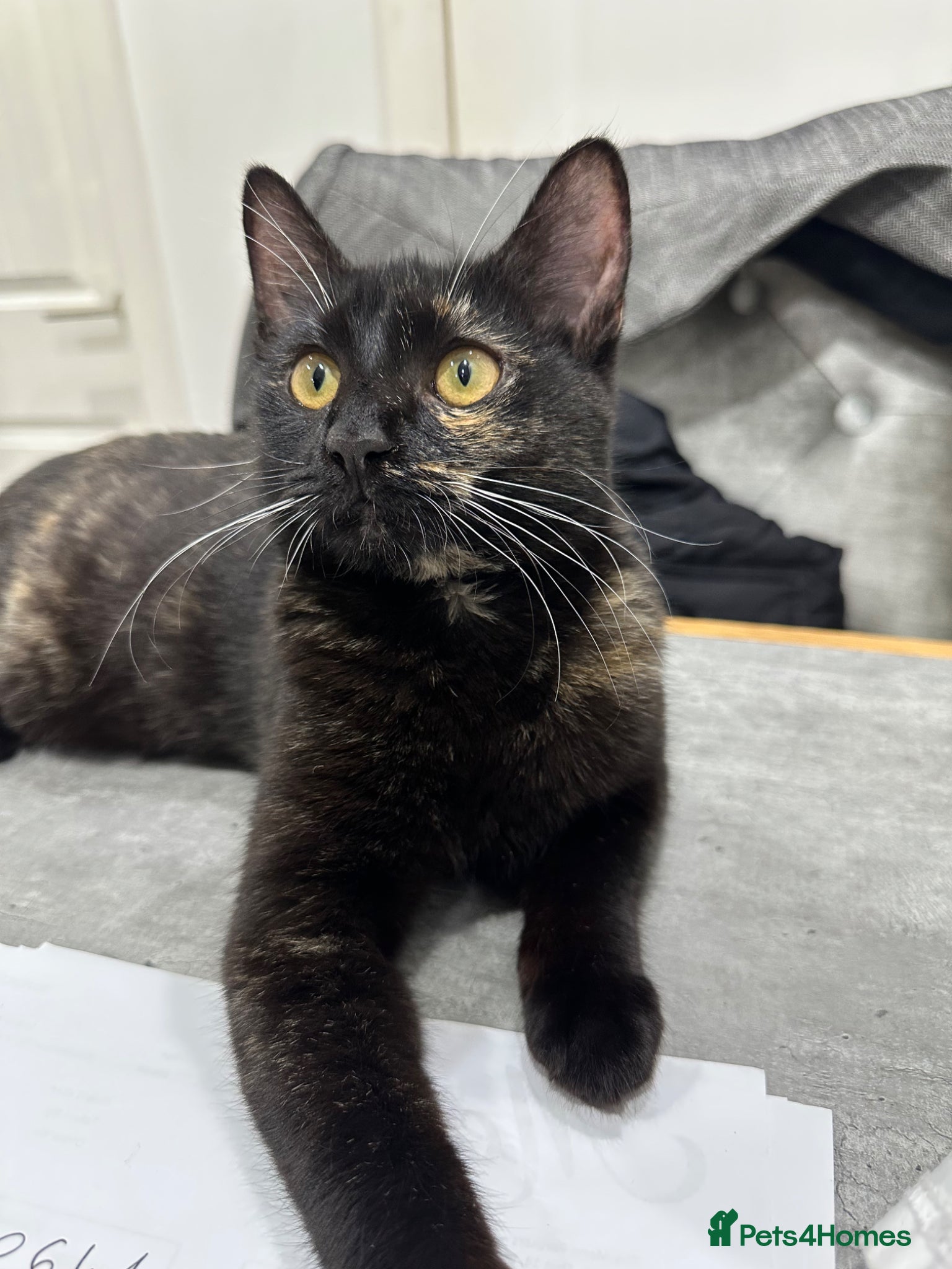 Domestic Shorthair cats IVA - a perfect cat !  - Advert 2