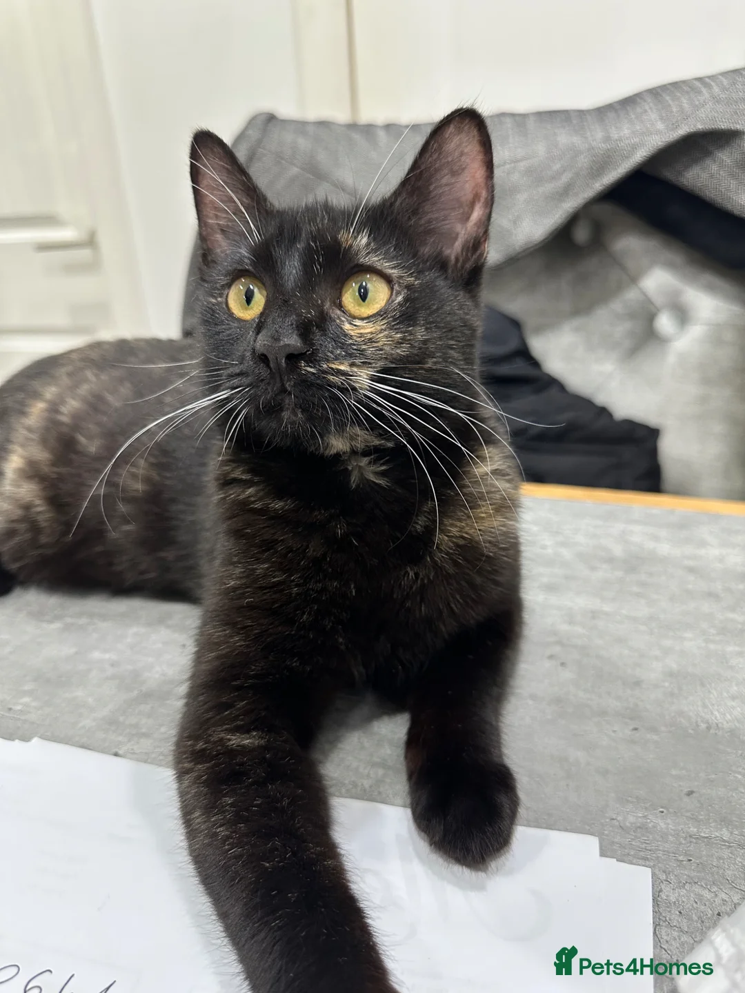 Domestic Shorthair cats for sale: IVA - a perfect cat !  - Advert 1