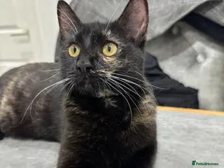 Domestic Shorthair cats IVA - a perfect cat ! - Advert 4