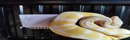 Python Snake reptiles for sale: Cb royal pythons  - Advert 10
