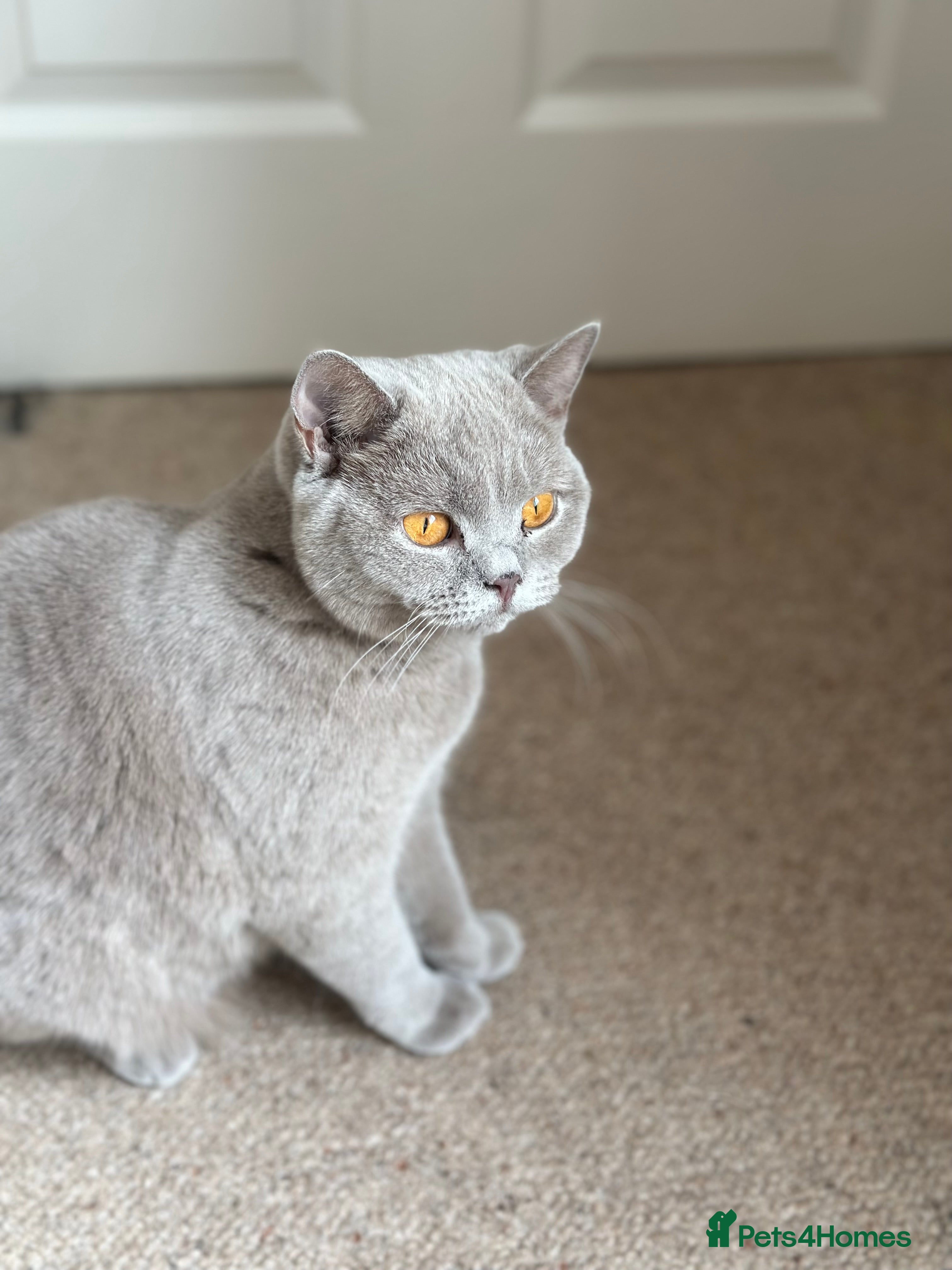 British Shorthair cats Lilac British Shorthair female - Advert 2
