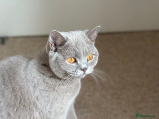 British Shorthair cats Lilac British Shorthair female - Advert 3