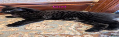 Mixed Breed Kitten 2