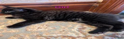 Mixed Breed cats for sale: 1 girl 1 boy mixed Ragdoll  in Barnsley - Advert 2