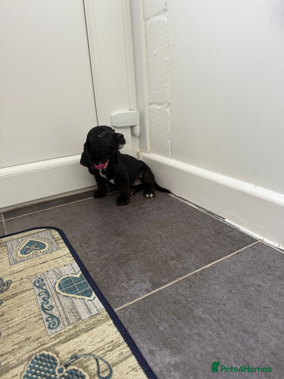 Mixed Breed dogs for sale: 6 beautiful jack russle cross cocker spaniels  - Image 30